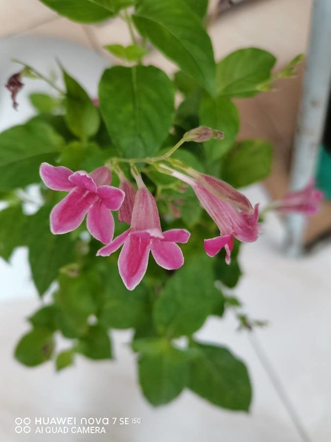 Barleria cristata fruit
