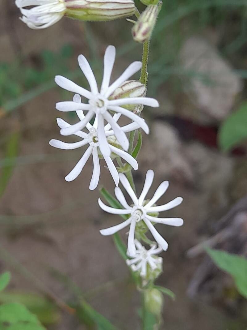 Silene arabica flower