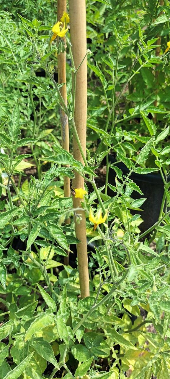 Solanum chilense — houseplant care guide