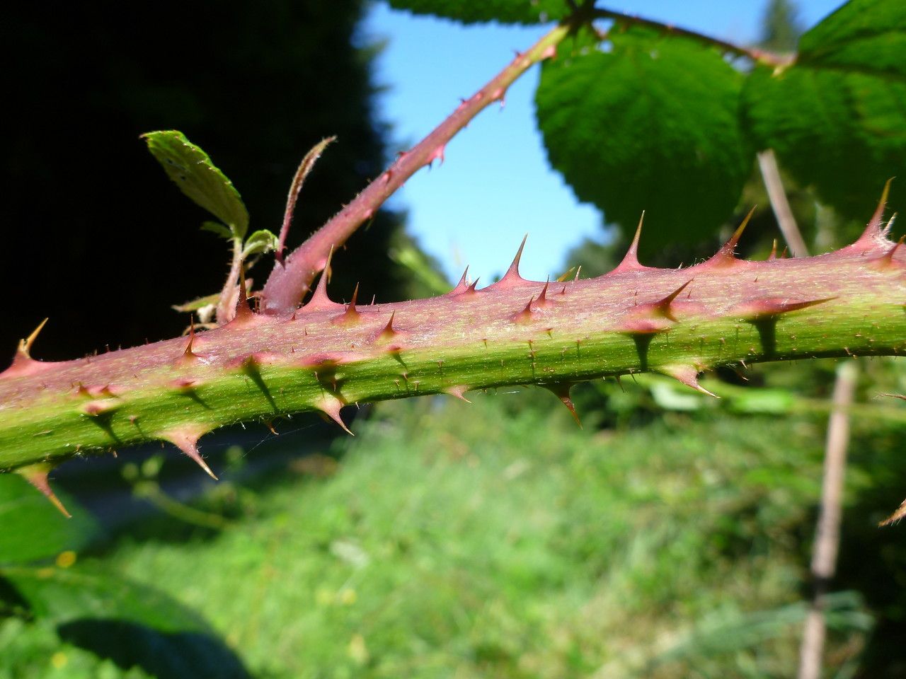 Rubus fissipetalus bark