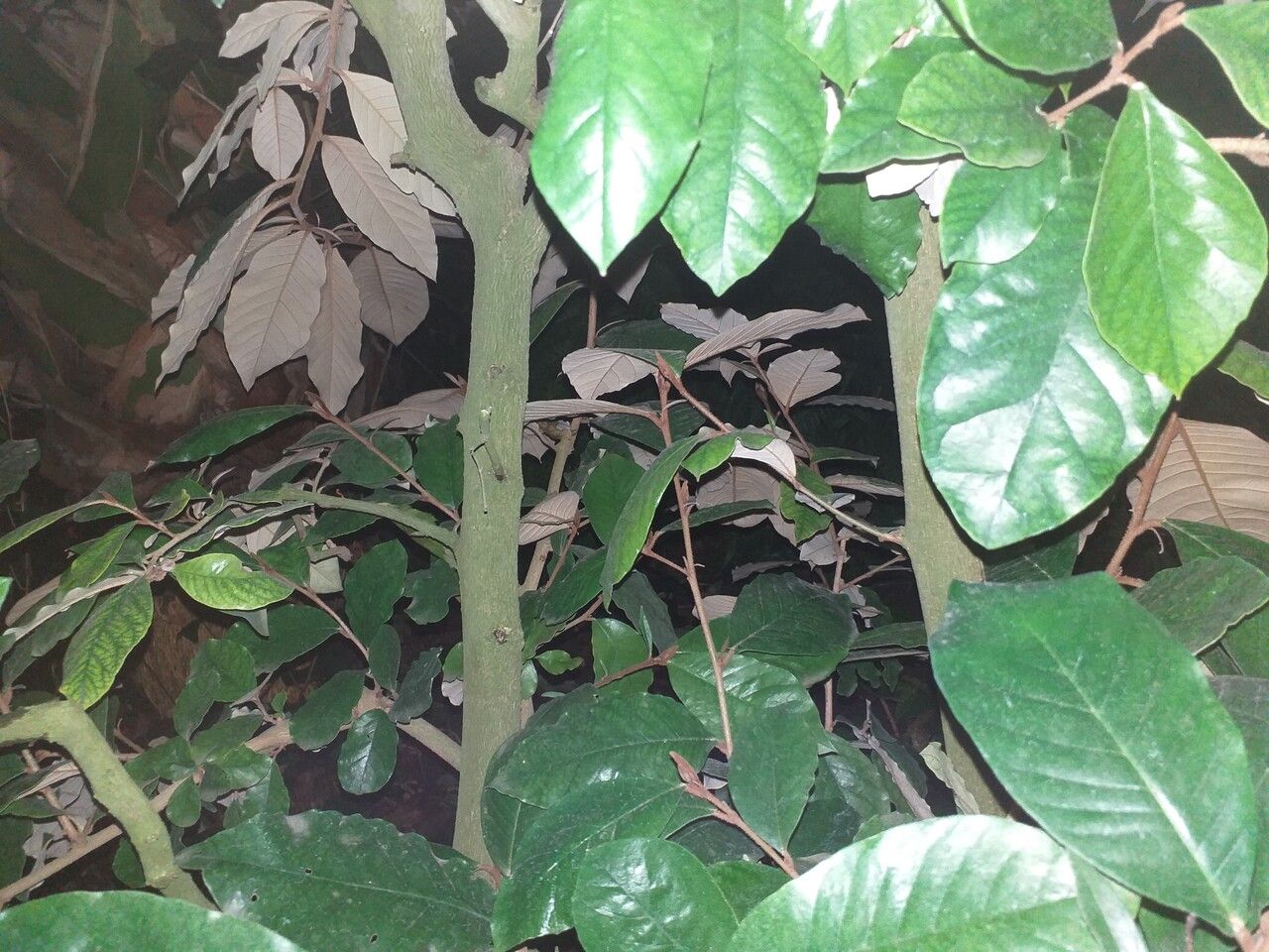 Trichocladus ellipticus bark