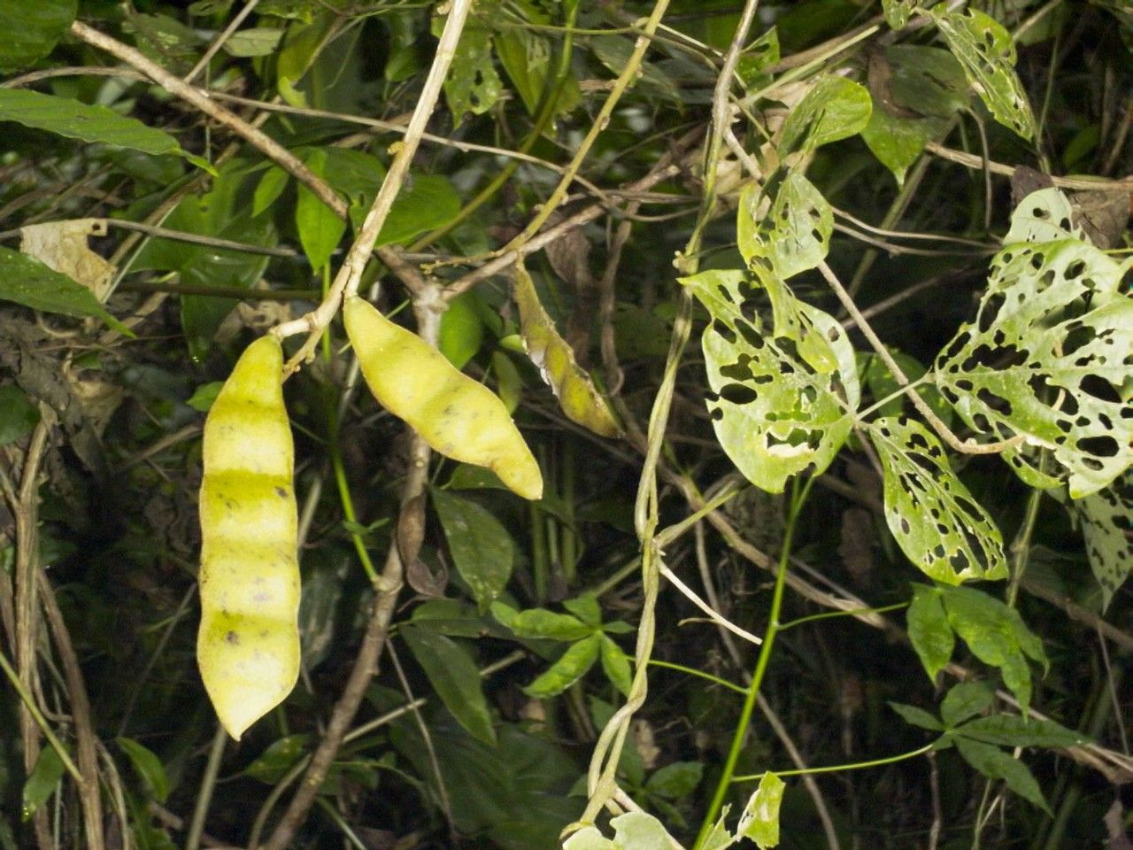 Pachyrhizus ferrugineus other