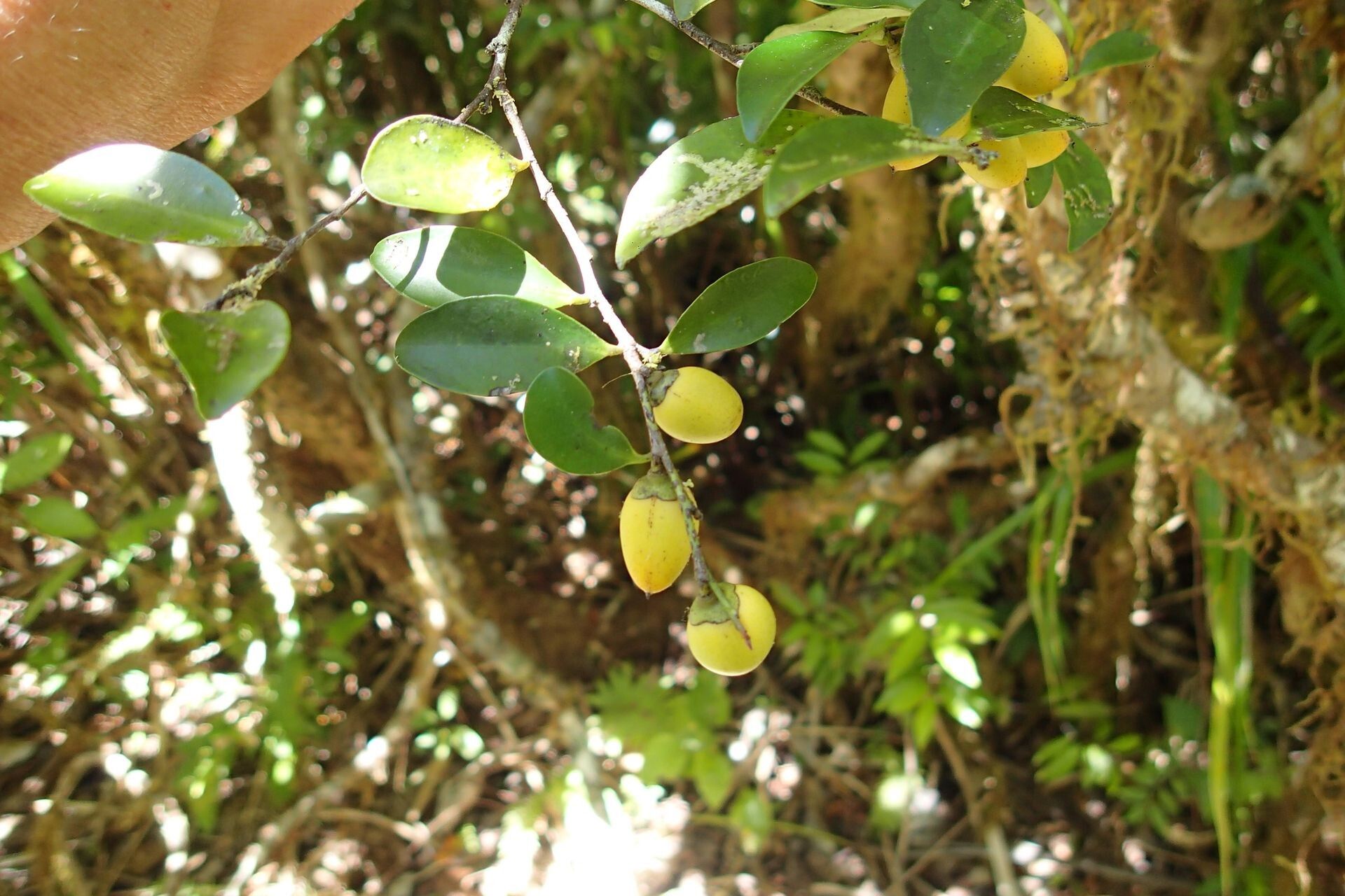 Diospyros flavocarpa fruit