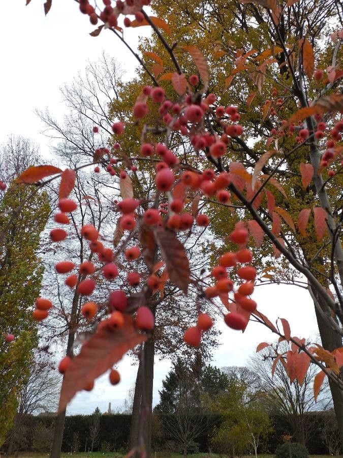 Sorbus folgneri fruit