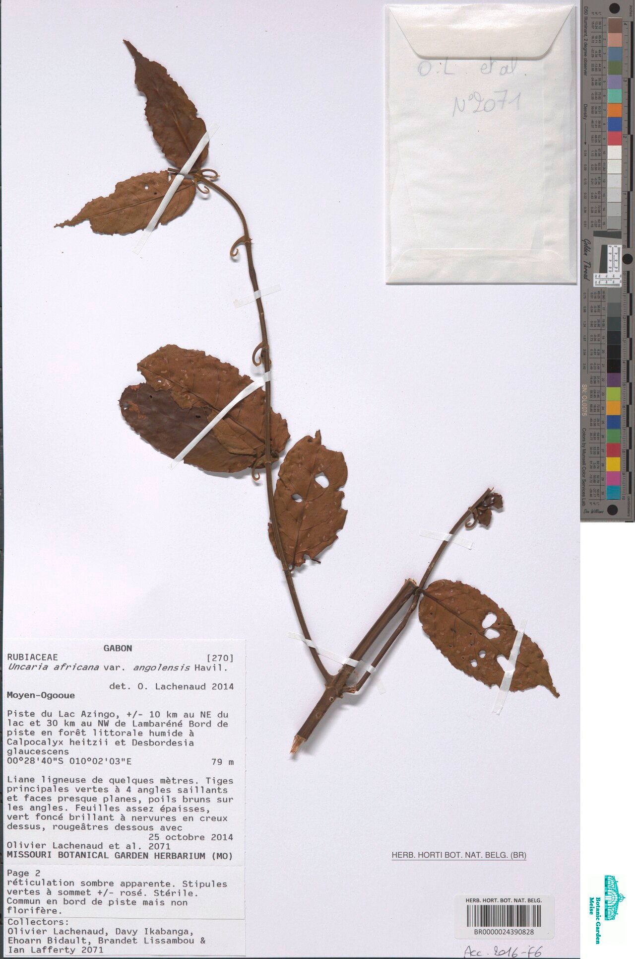 Uncaria angolensis — related species from the same genus