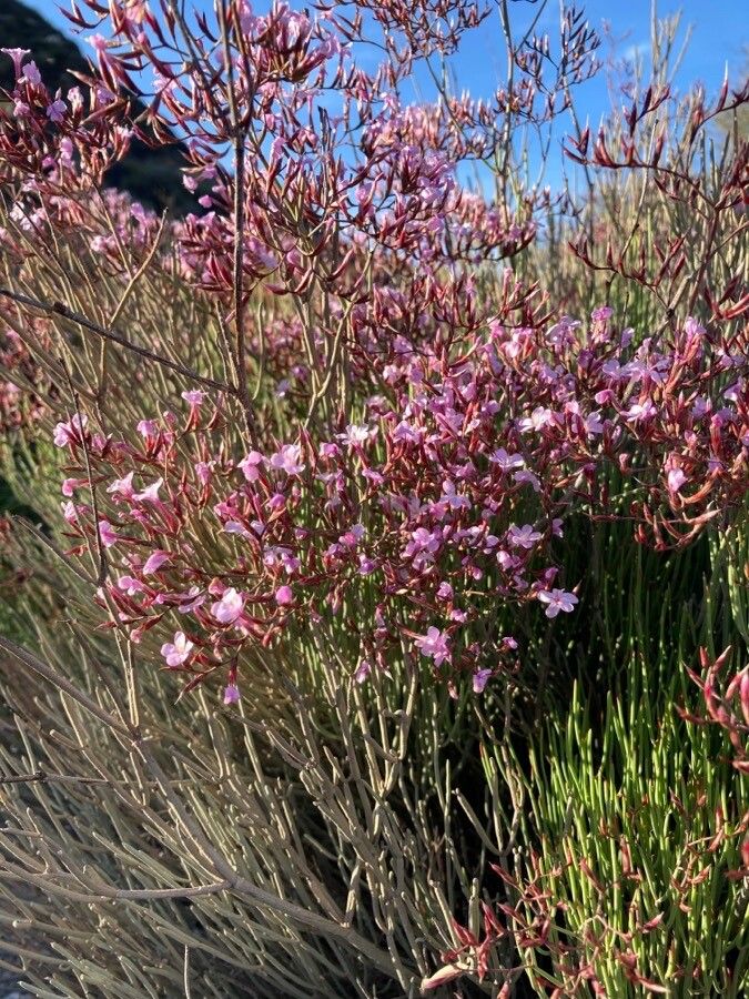 Limonium insigne habit