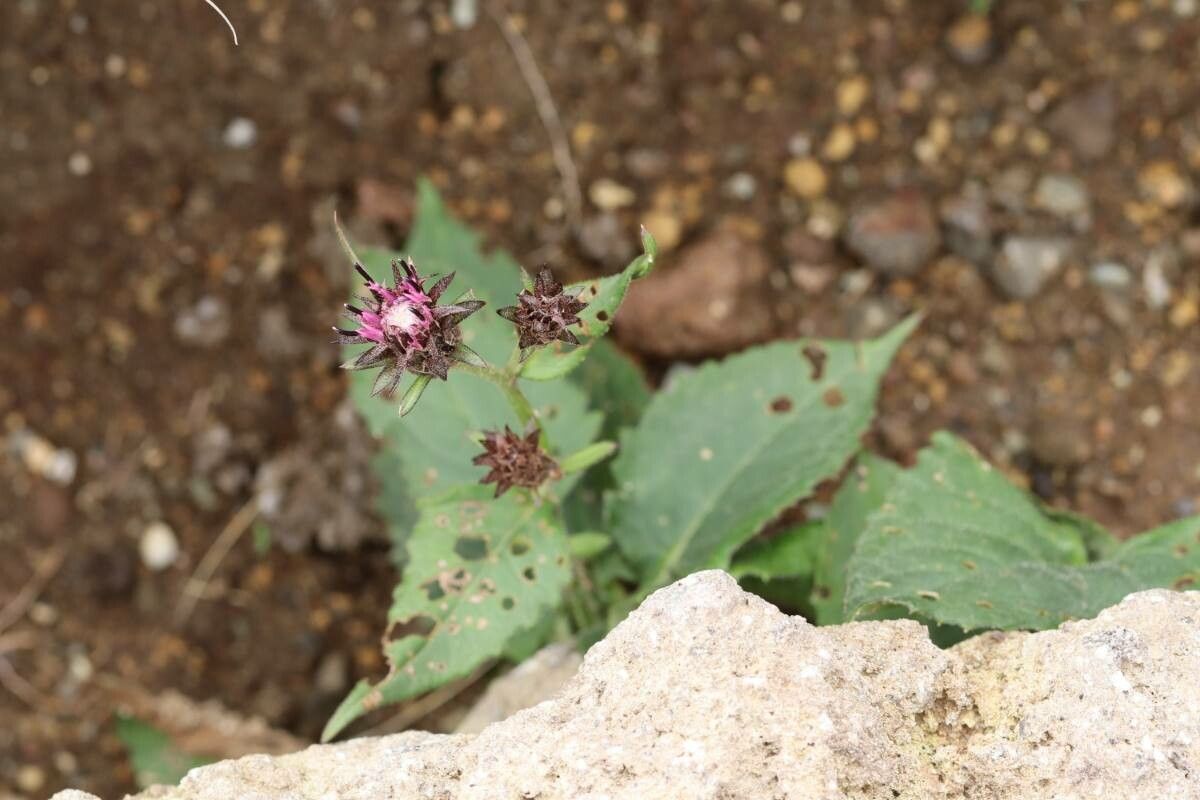 Saussurea nikoensis — houseplant care guide