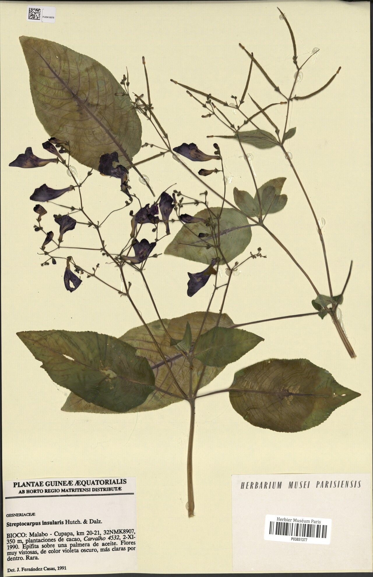 Streptocarpus insularis — search result for 'Streptocarpus'