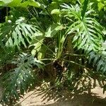 Philodendron bipinnatifidum
