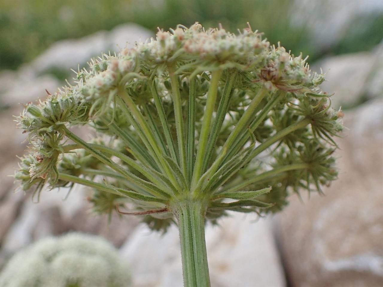 Seseli libanotis fruit