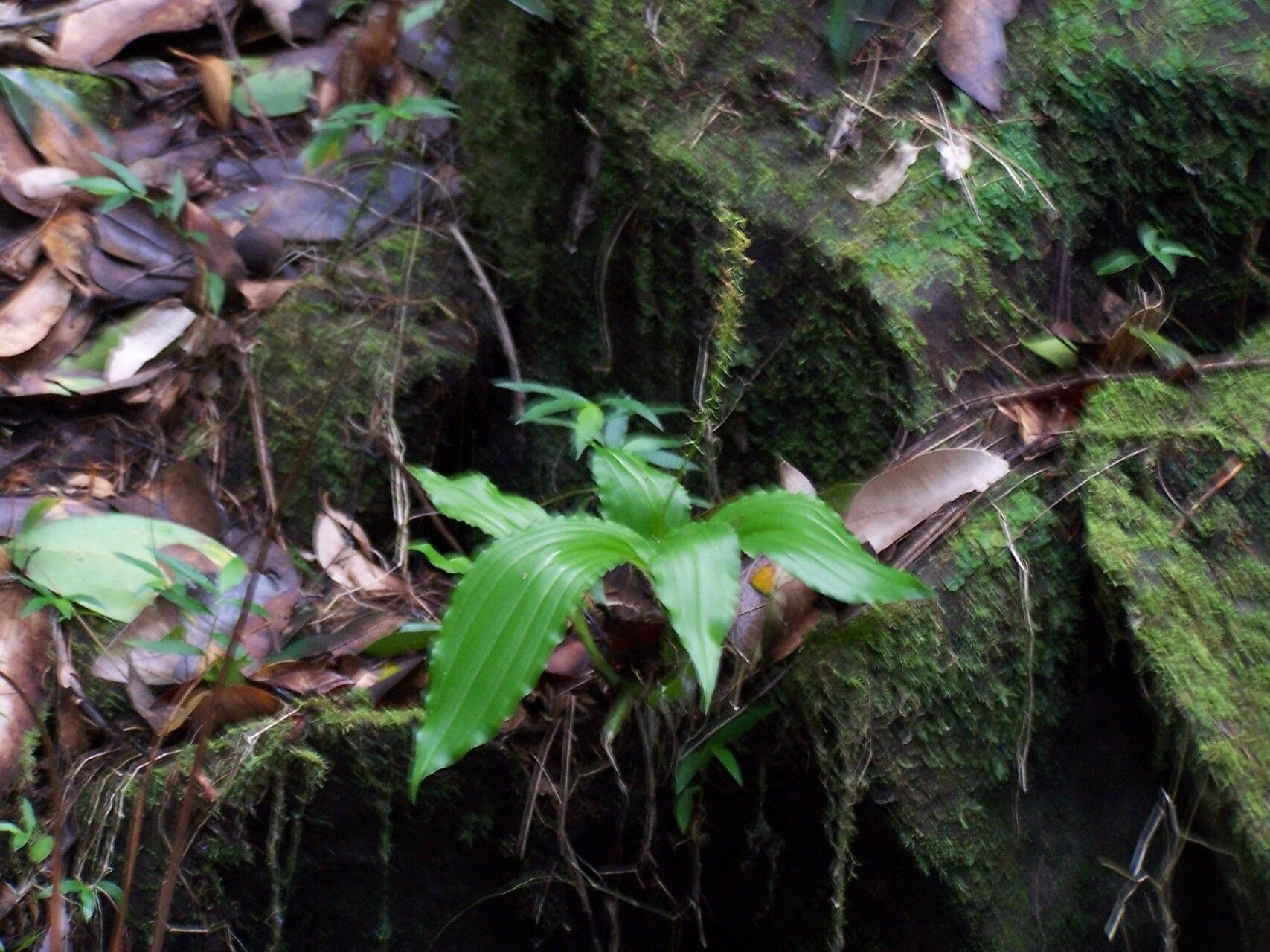 Malaxis seychellarum habit
