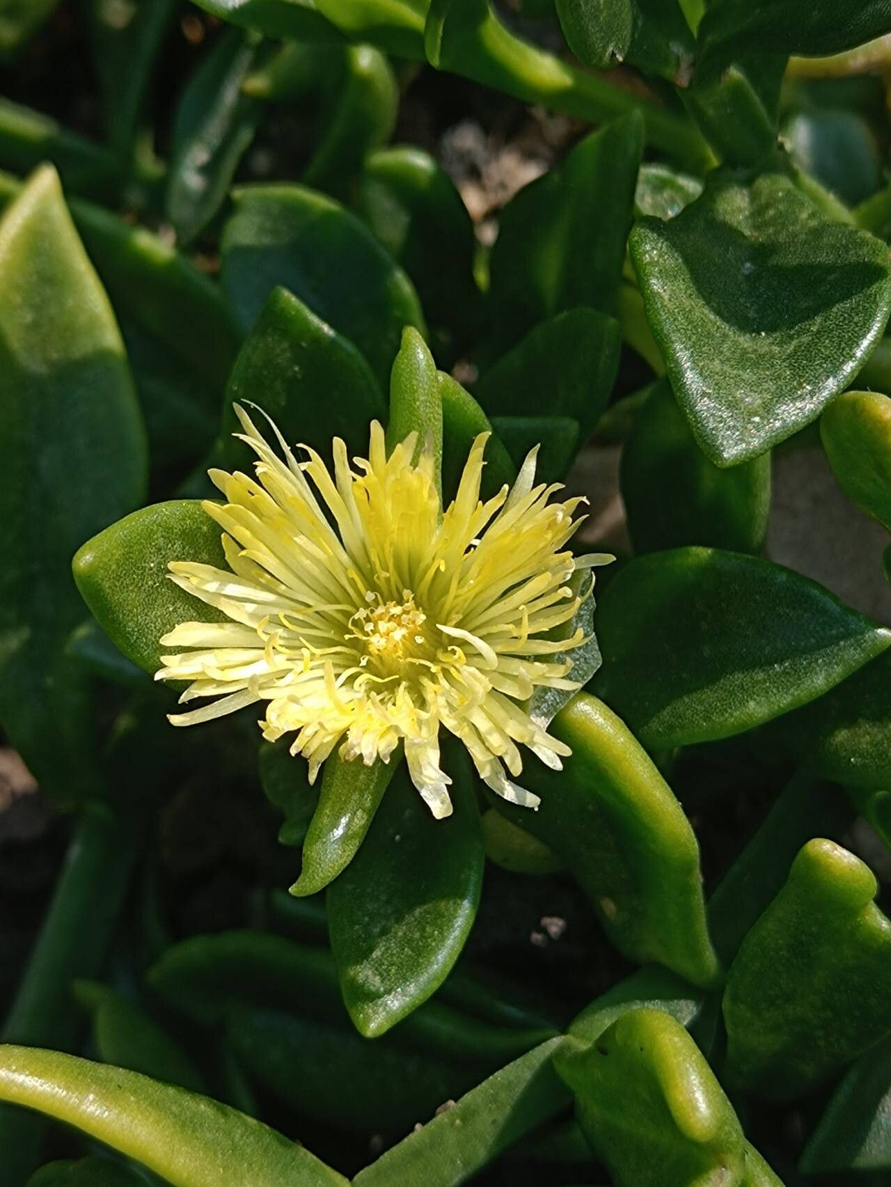 Mesembryanthemum haeckelianum flower