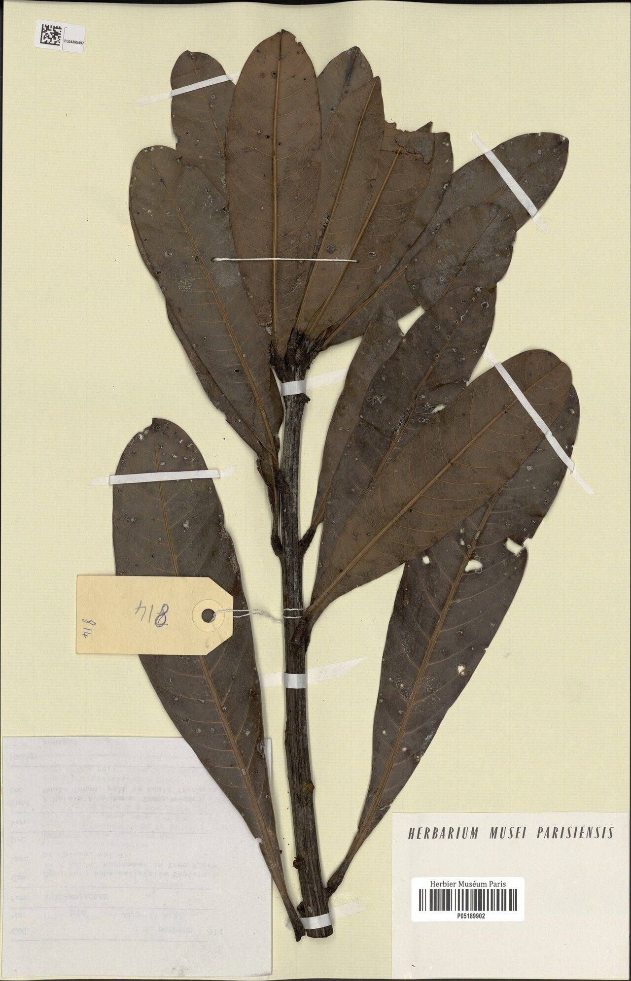 Mangifera subsessilifolia — houseplant care guide