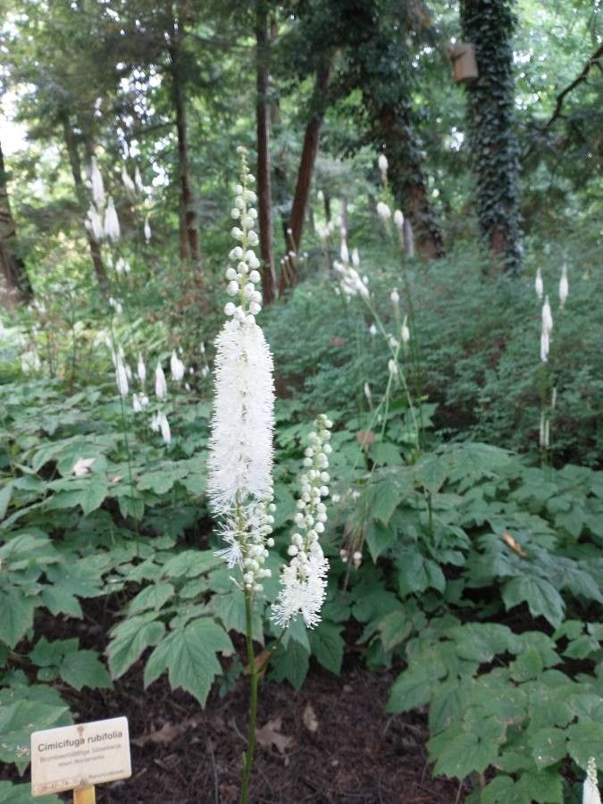 Actaea spicata flower