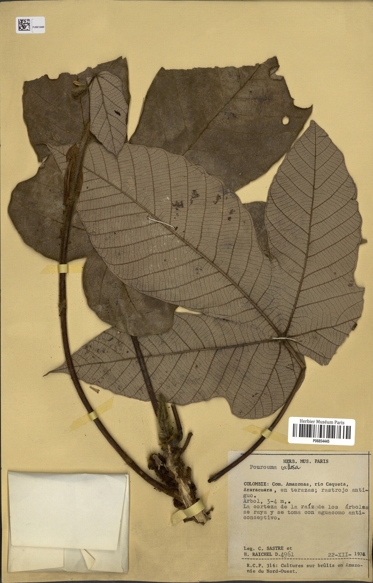 Pourouma myrmecophila bark