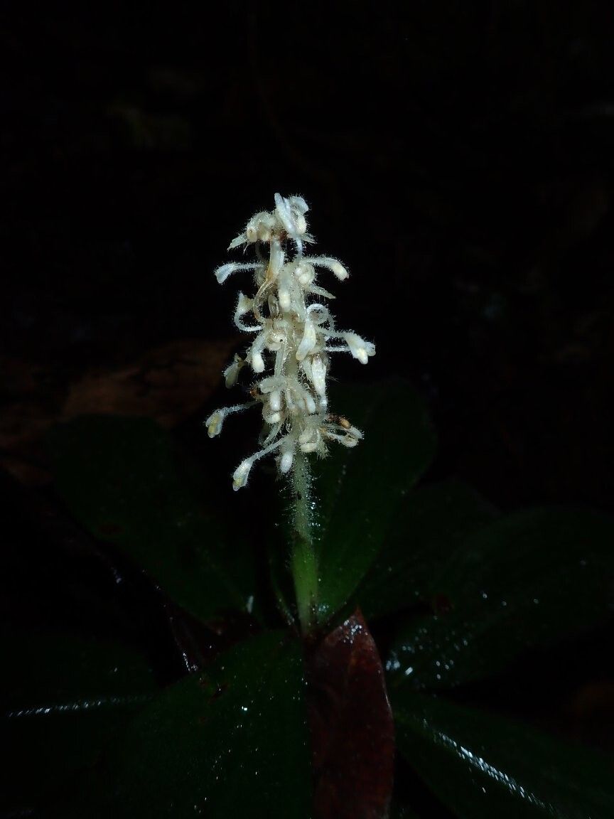 Palisota stevartii — houseplant care guide