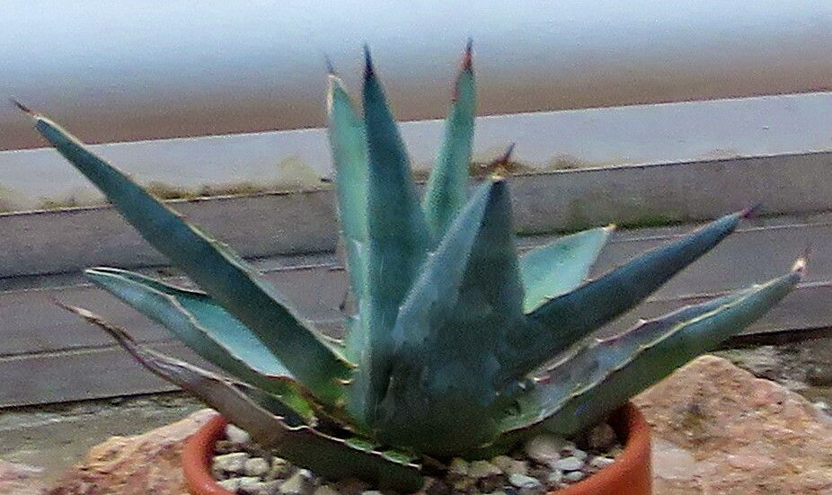 Agave × pumila — houseplant care guide