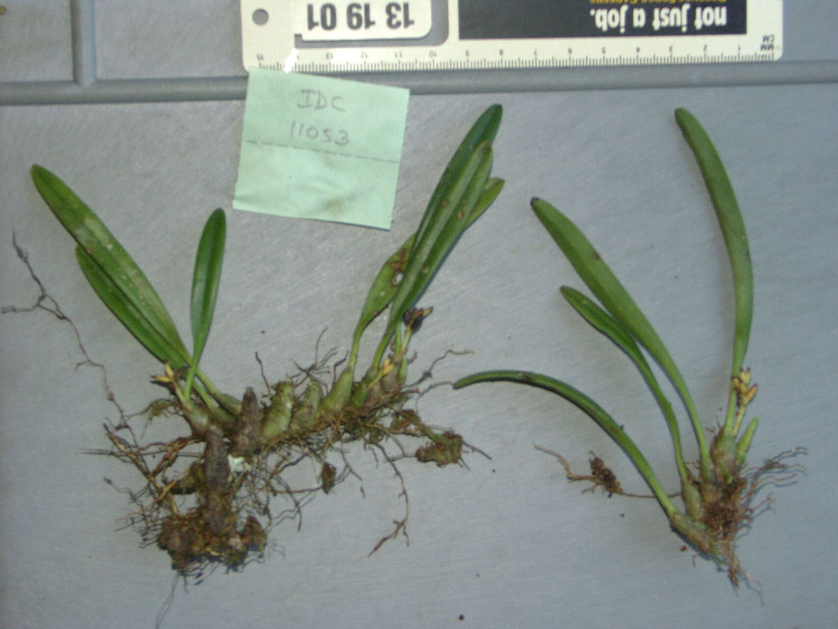 Bryobium retusum — houseplant care guide