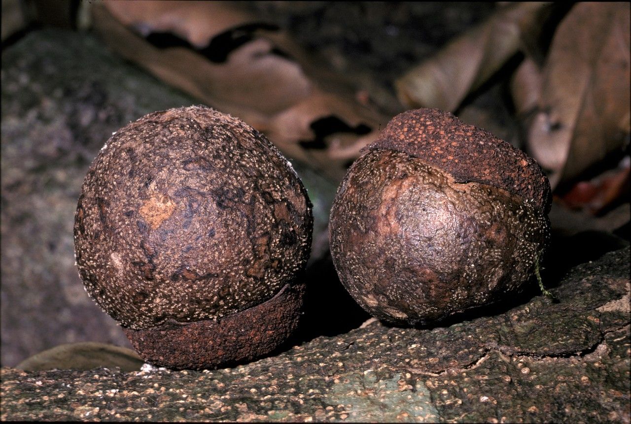 Diospyros bourdillonii — houseplant care guide