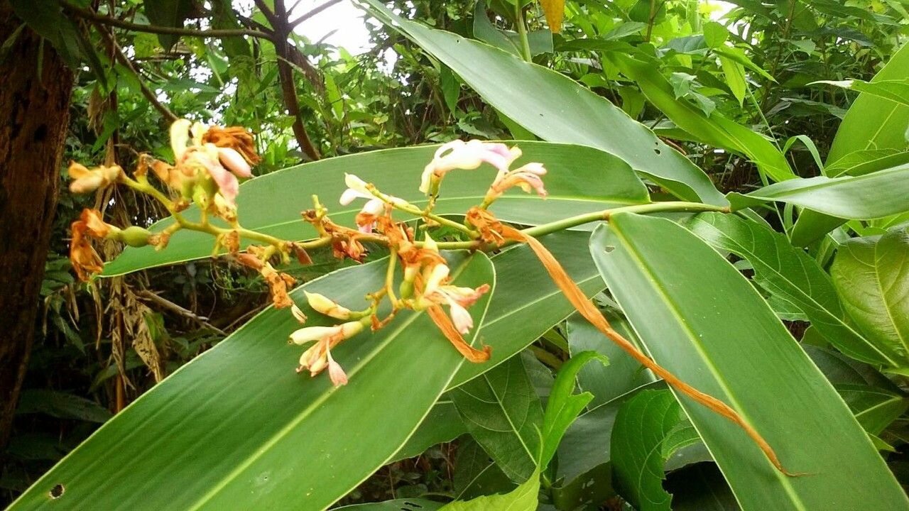 Alpinia nigra — search result for 'Zingiber'
