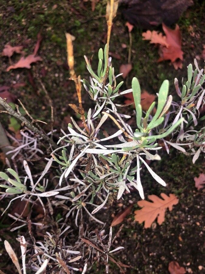 Limoniastrum monopetalum — search result for 'Plumbaginaceae'