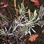 Limoniastrum monopetalum