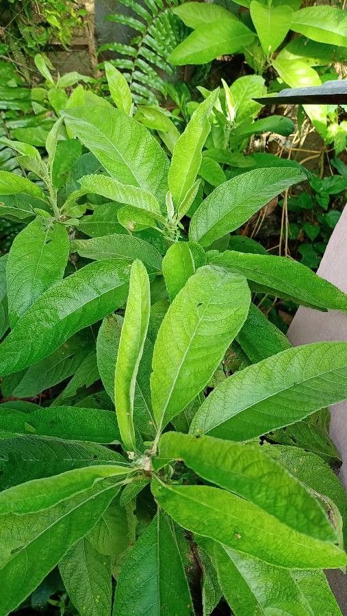 Blumea balsamifera — search result for 'Philippines'