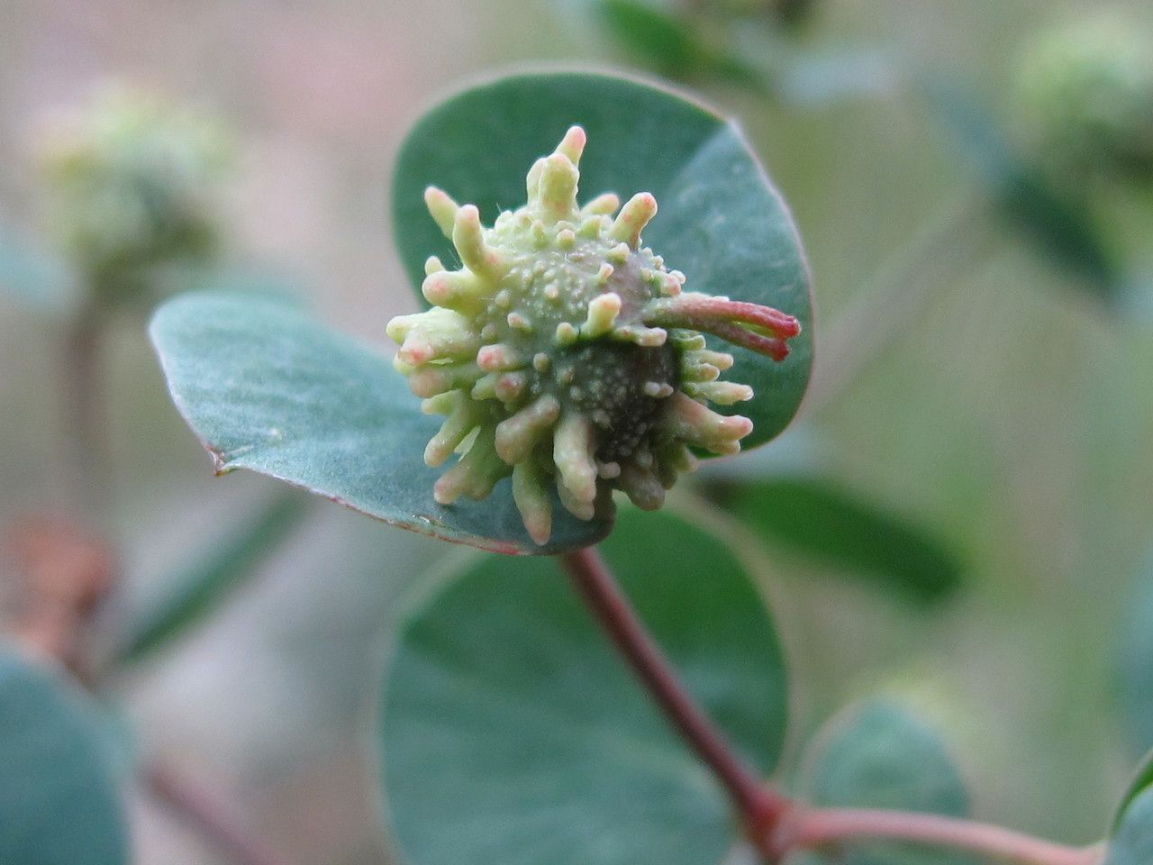 Euphorbia duvalii fruit