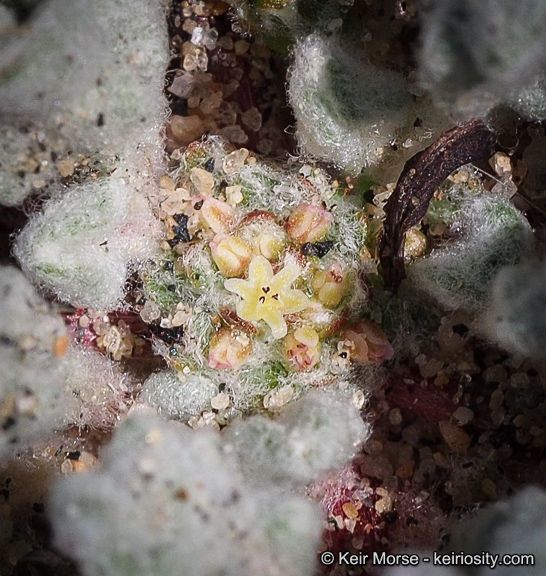 Nemacaulis denudata habit