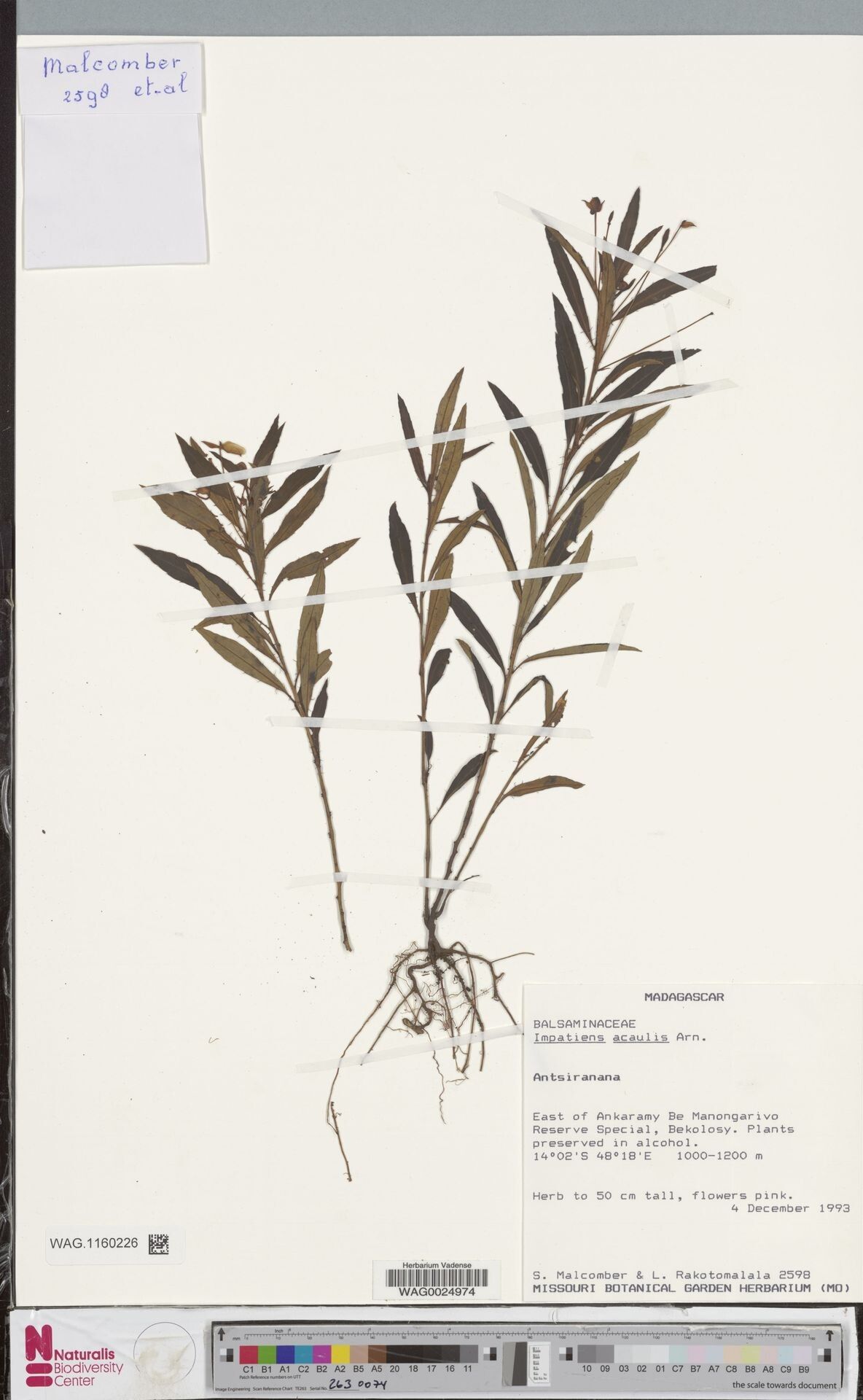 Impatiens mandrarensis — houseplant care guide