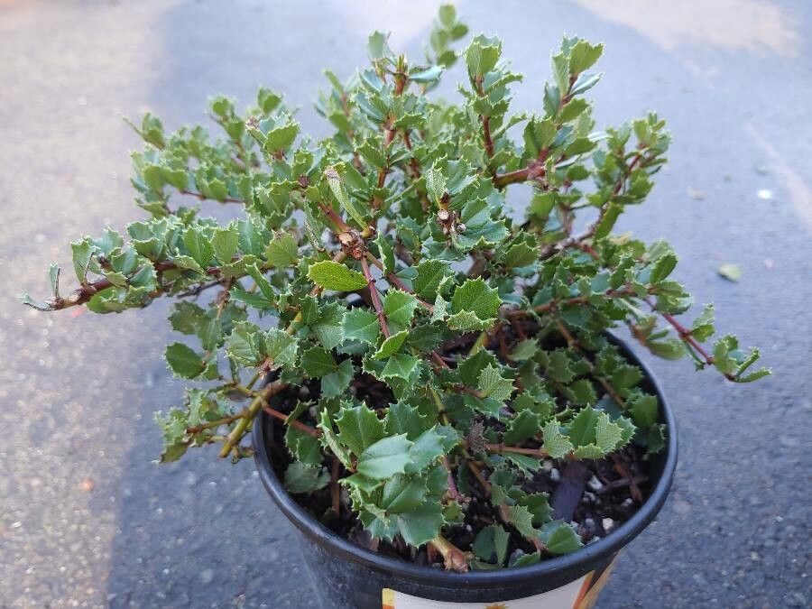 Ceanothus gloriosus — search result for 'Ceanothus'