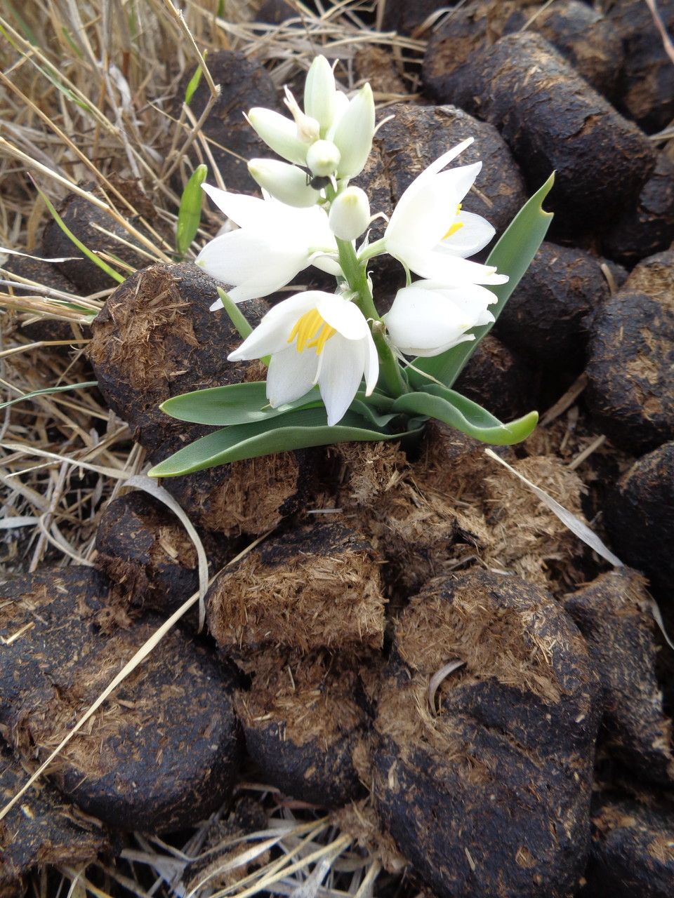 Chlorophytum tuberosum habit