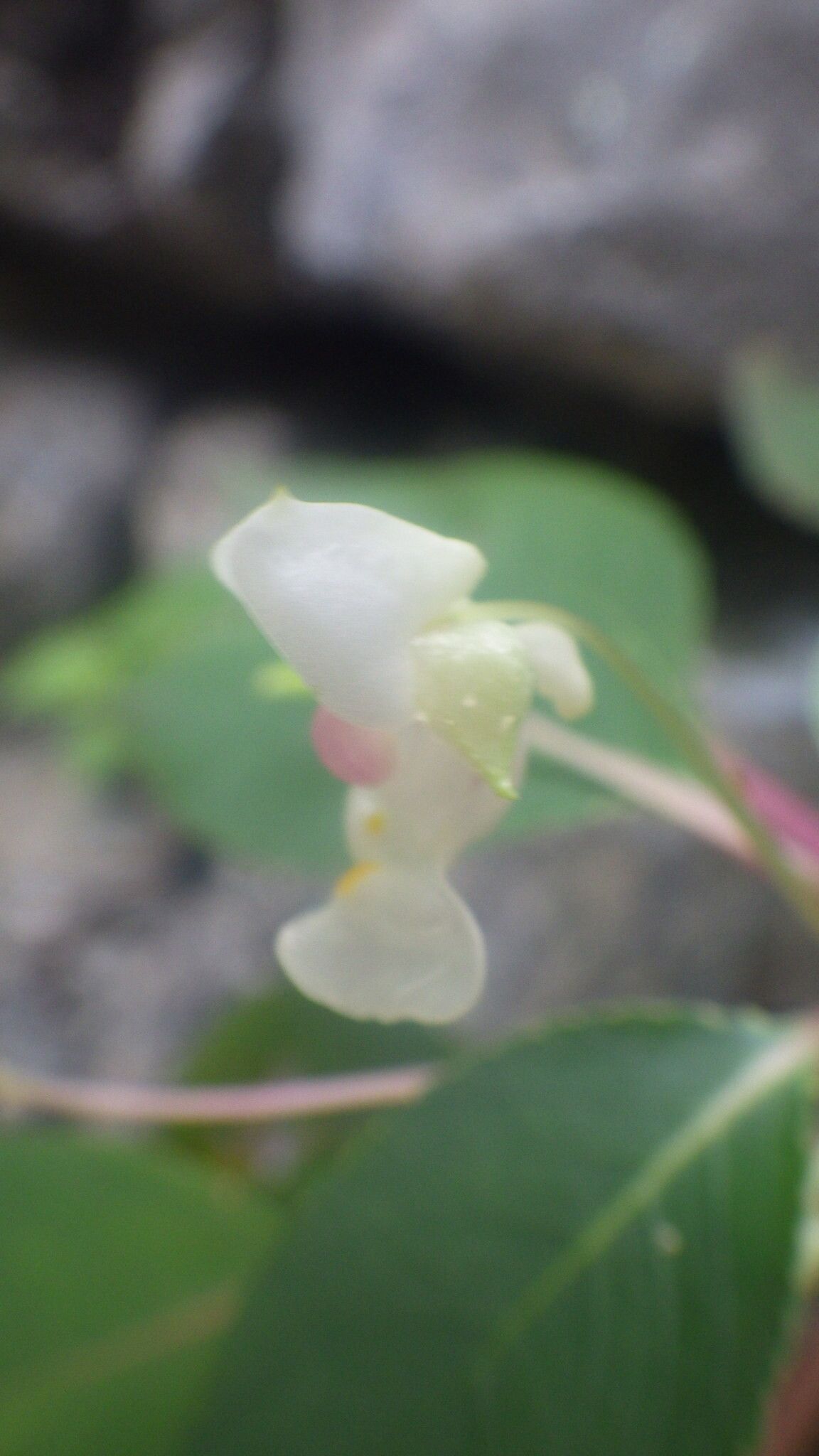 Impatiens barthlottii flower