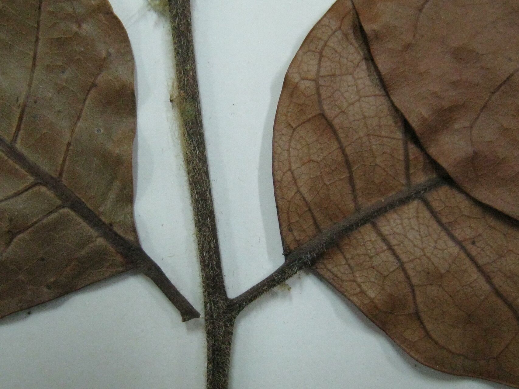 Dacryodes cuspidata other