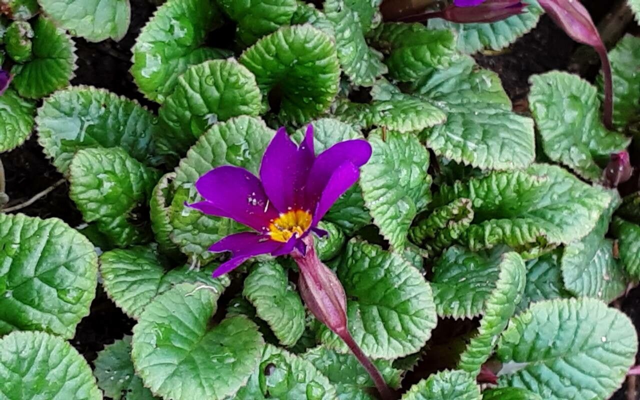 Primula juliae leaf