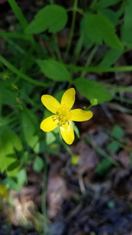 Ranunculus occidentalis flower