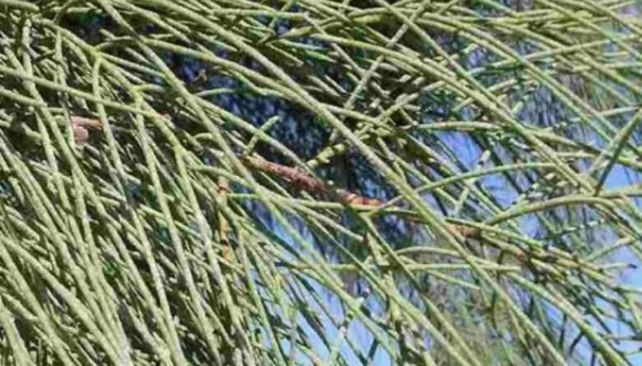 Tamarix aphylla — related species from the same genus