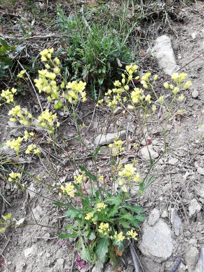 Biscutella brevicaulis — houseplant care guide