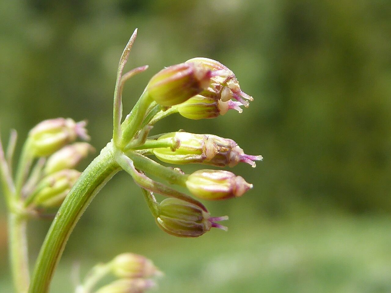 Meum athamanticum fruit