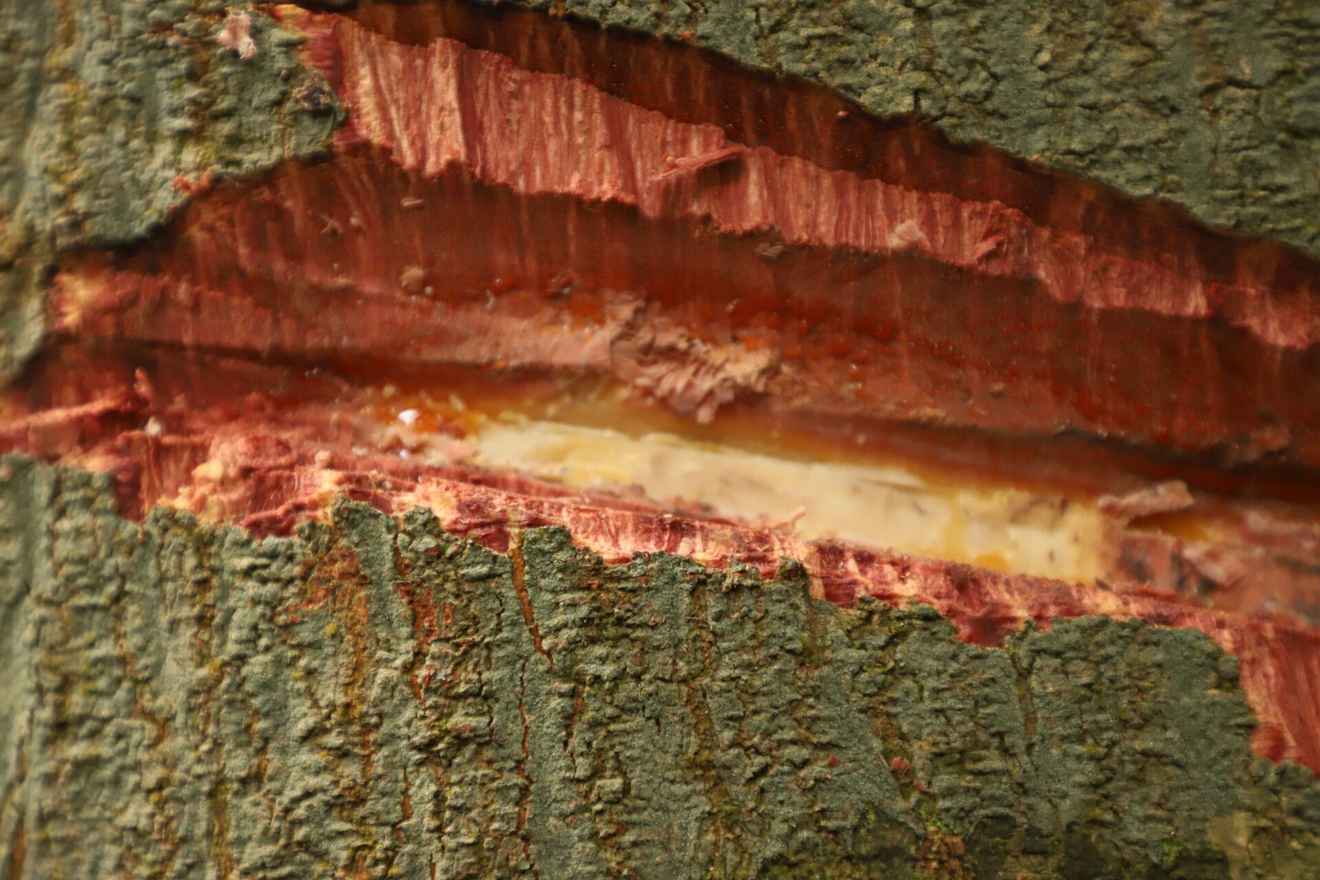 Newtonia glandulifera bark