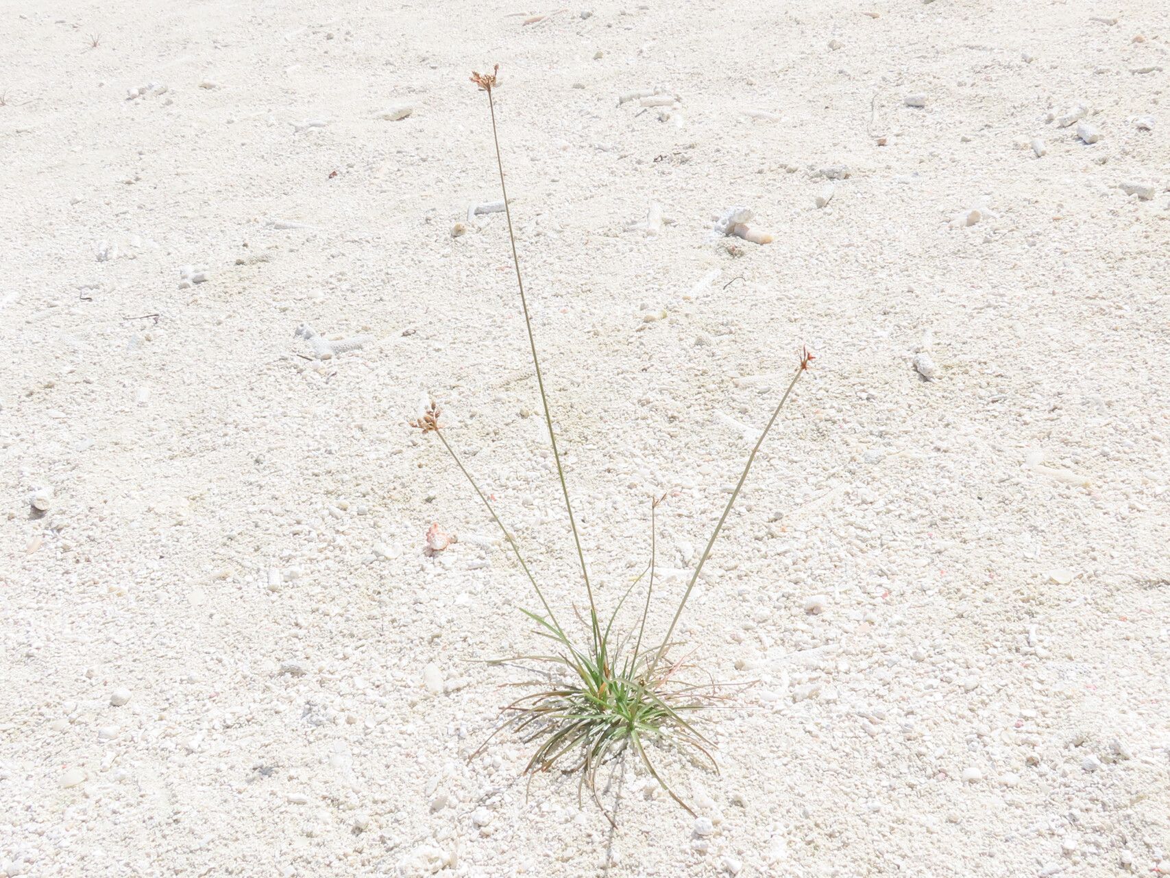 Fimbristylis cymosa habit