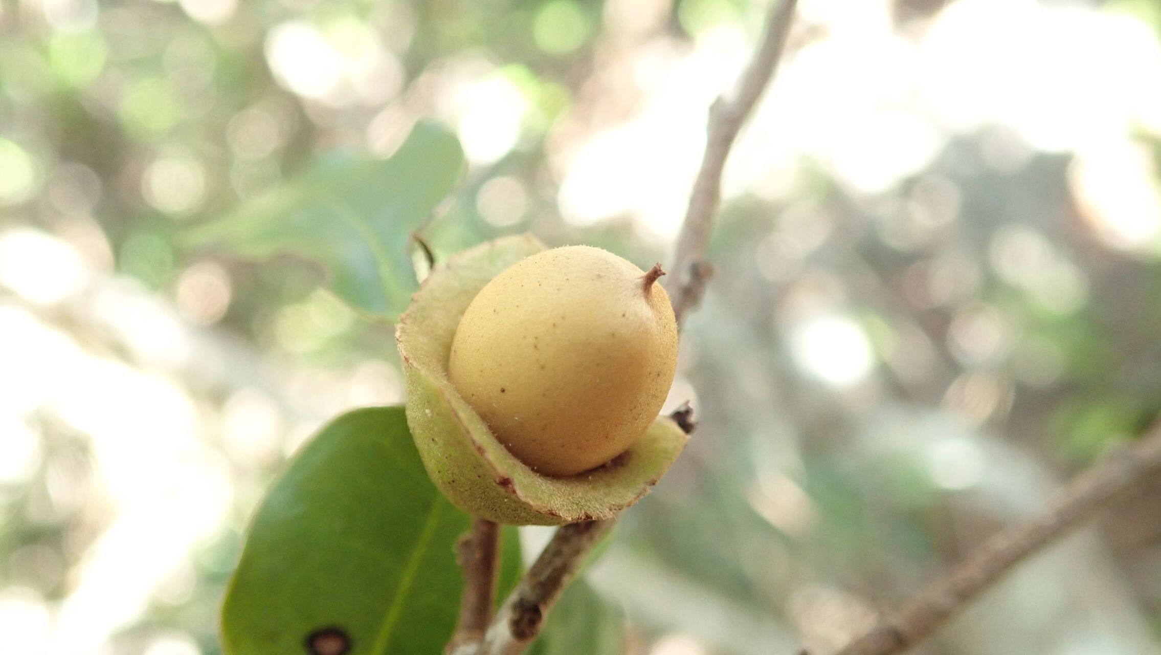 Diospyros calciphila fruit