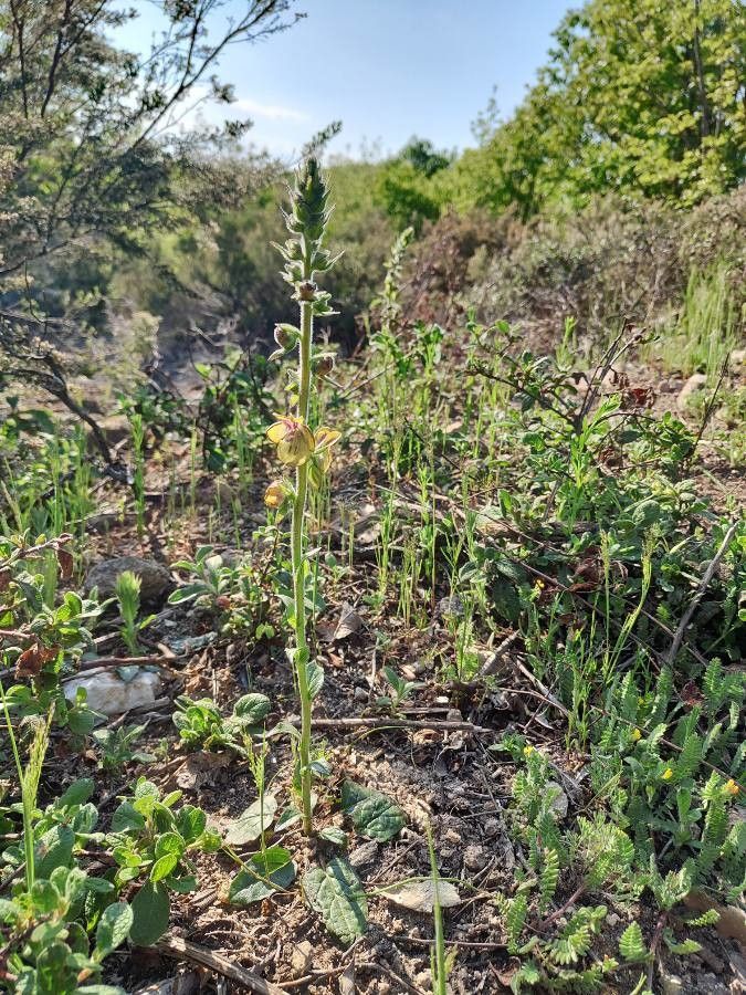 Verbascum bugulifolium habit