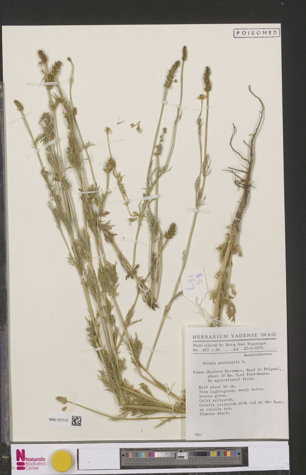 Polygala atacorensis — houseplant care guide