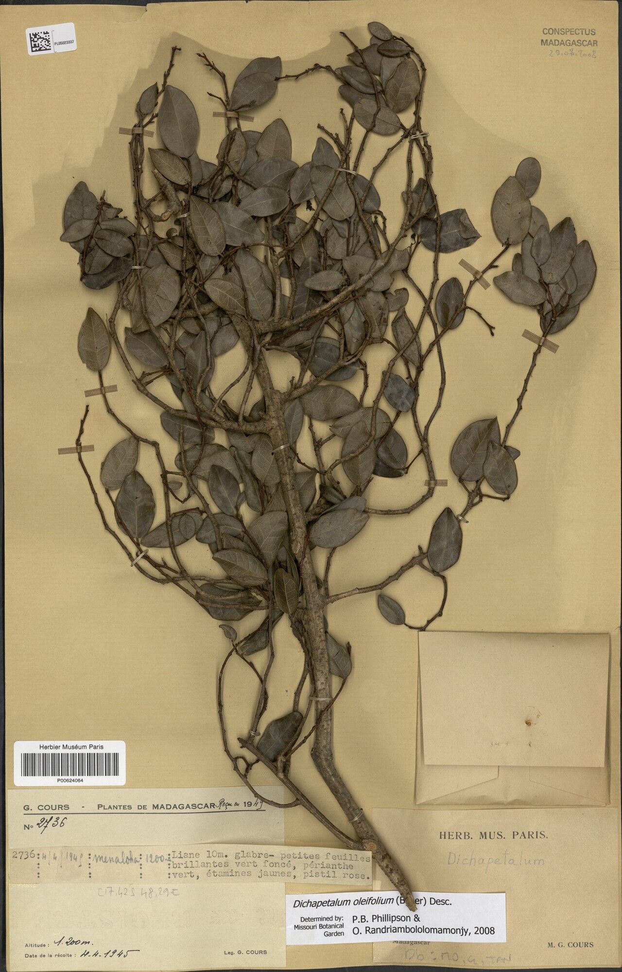 Dichapetalum oleifolium — houseplant care guide