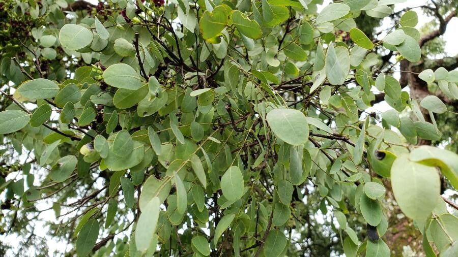 Dalbergia miscolobium — search result for 'Dalbergia'