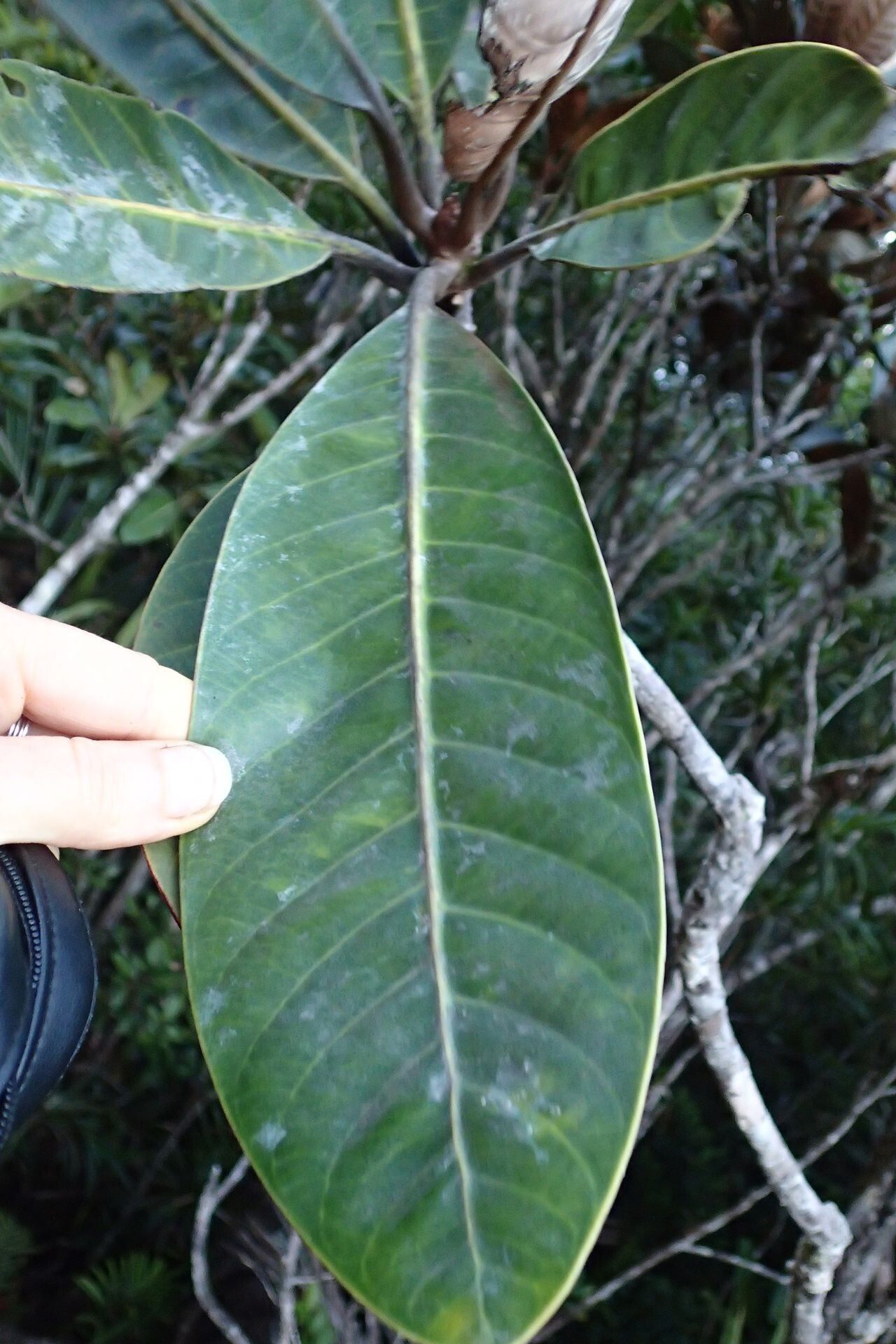 Planchonella kuebiniensis leaf