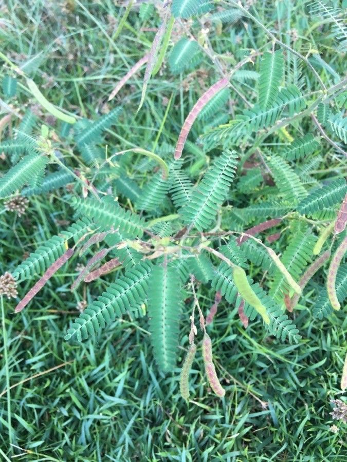 Aeschynomene indica fruit