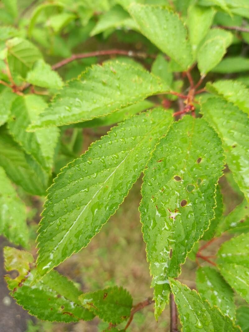 Prunus maximowiczii — houseplant care guide