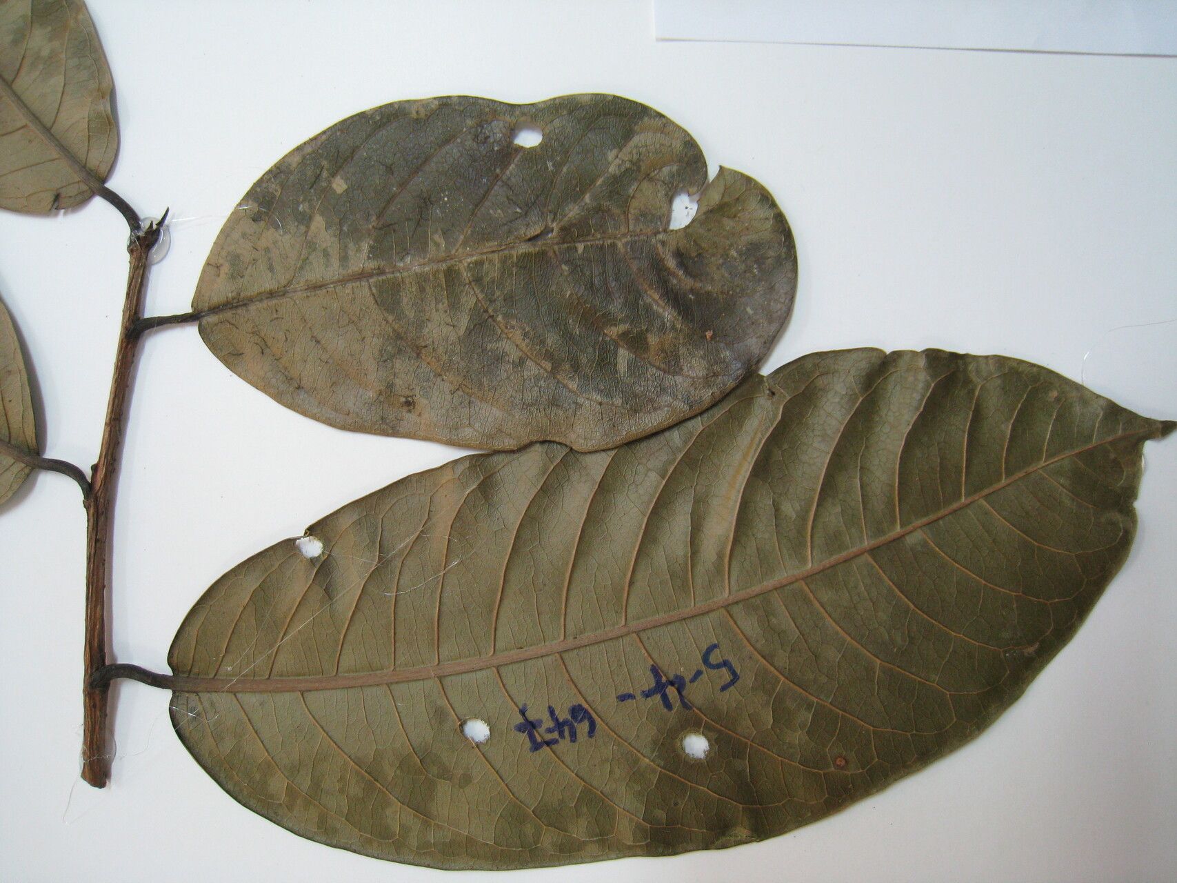 Couratari calycina other